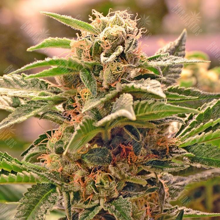 качественные семена конопли Auto Manti feminised Bang Seeds