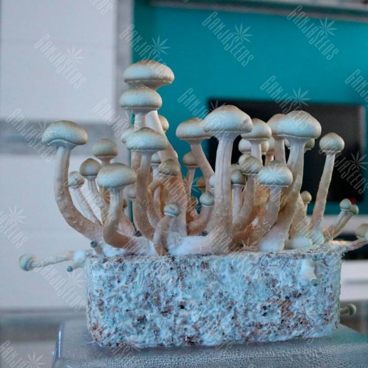 споровый оттиск споры Hybrid Albino A+ споровый оттиск споры Hybrid Albino A+