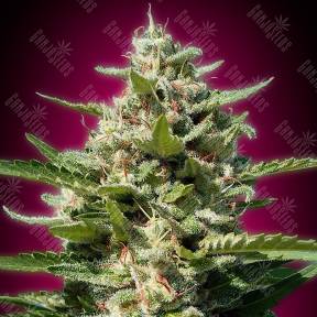 White Kush feminised Advanced Seeds