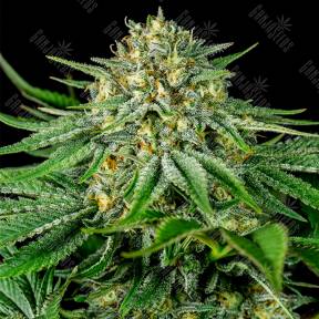 Bubba Kush CBD feminised Dinafem Seeds