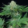 семена конопли CBD сортов Bubba Kush CBD feminised Dinafem Seeds