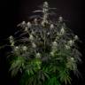 семена конопли цбд сортов Bubba Kush CBD feminised Dinafem Seeds