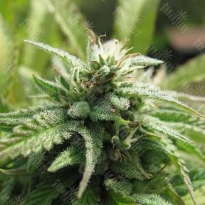Royal Flush feminised Nirvana Seeds
