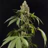 семена конопли марихуаны Guava Berry Kush (Guayita) feminised Philosopher Seeds
