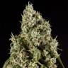 семена конопли для выращивания Guava Berry Kush (Guayita) feminised Philosopher Seeds