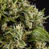 семена конопли элитных сортов Guava Berry Kush (Guayita) feminised Philosopher Seeds