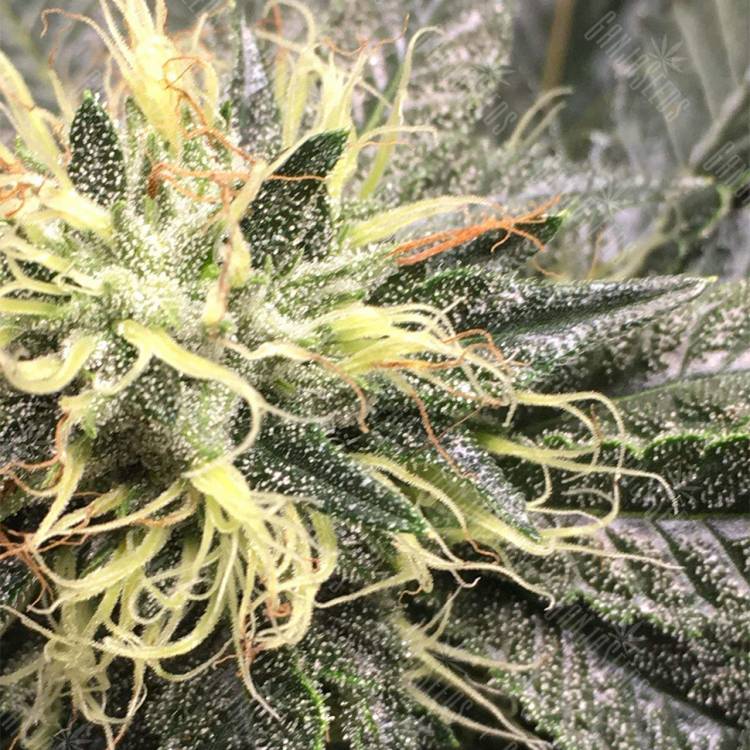 семена конопли недорого OG Kush feminised Reserva Privada