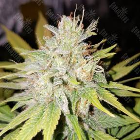 Strawberry AKeil feminised Serious Seeds