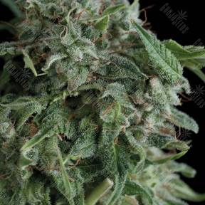 AK 74 feminised Trikoma Seeds