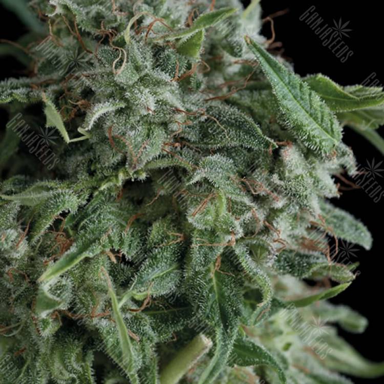 семена конопли интернет магазин AK 74 feminised Trikoma Seeds