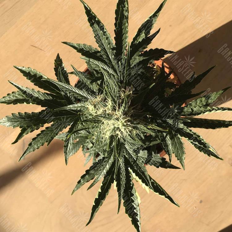 Семена Auto Afghan Kush feminised GanjaLiveSeeds
