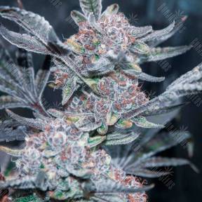 Tropicana Cookies feminised Ganja Seeds