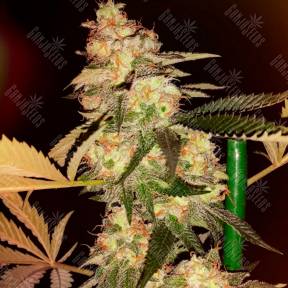 Bubble Gum feminised Ganja Seeds
