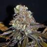 элитные сорта конопли Galaxy feminised