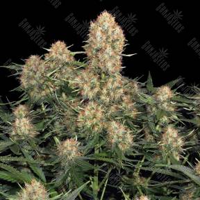 Original Skunk #1 feminised Ganja Seeds