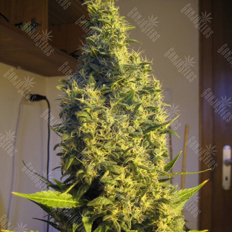 семена конопли почтой Point of No Return regular Mandala Seeds семена конопли почтой Point of No Return regular Mandala Seeds