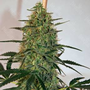 Lemon Skunk CBD feminised Ganja Seeds