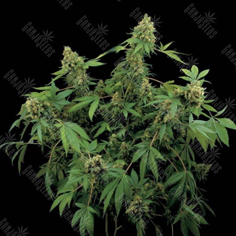 Santa Sativa feminised Dinafem Seeds Santa Sativa feminised Dinafem Seeds