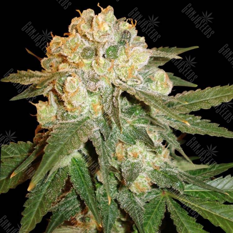Pegas regular Ganja Seeds Pegas regular Ganja Seeds