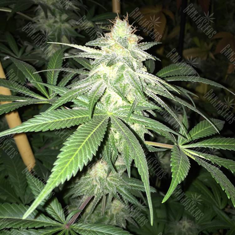регулярные семена конопли купить G13 Skunk (G1) regular Ganja Seeds