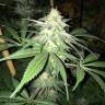 регулярные семена конопли купить G13 Skunk (G1) regular Ganja Seeds