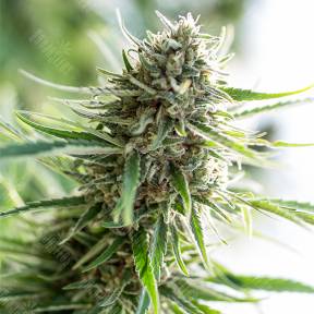 Critical Mass CBD feminised Dinafem Seeds