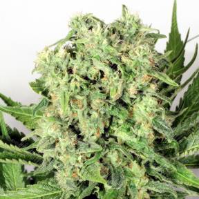 Dutch Cheese feminised Dutch Passion Seeds