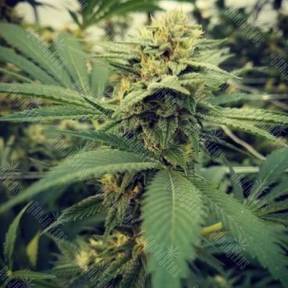 Critical Sour feminised Female Seeds