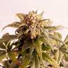семена конопли почтой Auto Speedy Boom feminised Kannabia Seeds семена конопли почтой Auto Speedy Boom feminised Kannabia Seeds