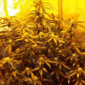 Auto Speedy Boom feminised Kannabia Seeds