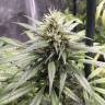 семена конопли с доставкой Heaven's Fruit feminised Philosopher Seeds