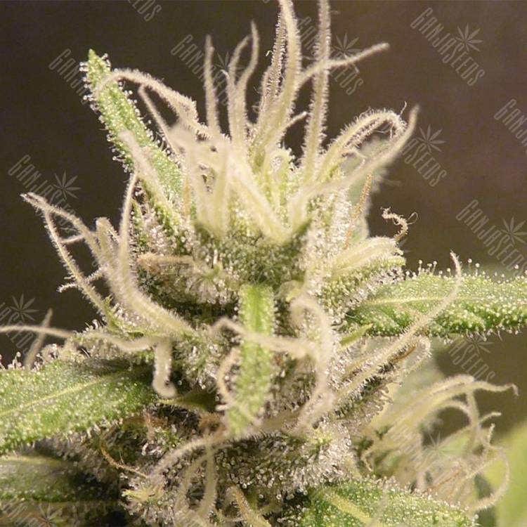 семена конопли в интернете Heaven's Fruit feminised Philosopher Seeds