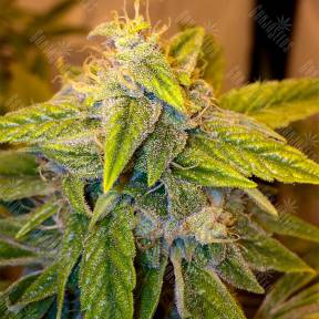 Purple OG #18 feminised Reserva Privada