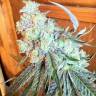 семена конопли почтой Purple OG #18 feminised Reserva Privada