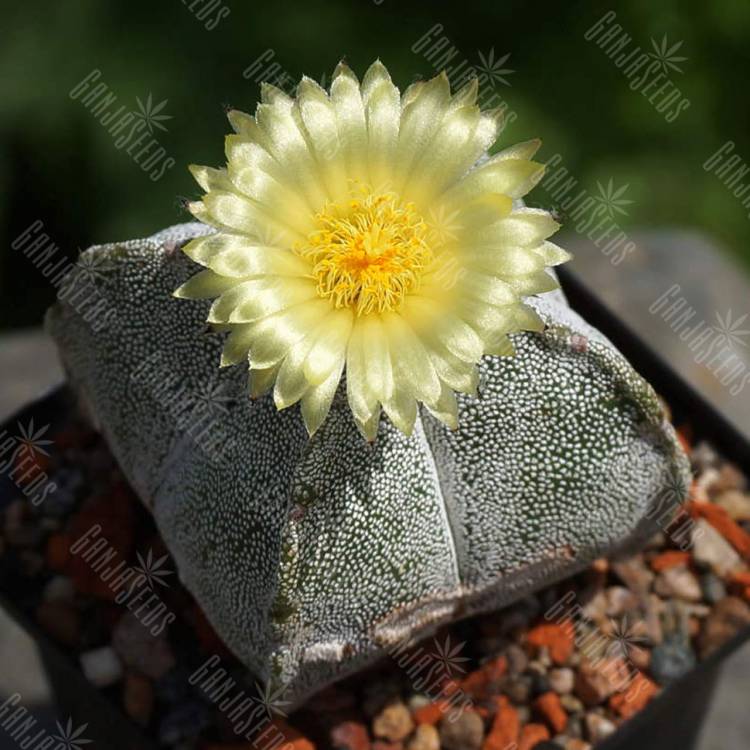 Семена кактуса Astrophytum coahuilense Семена кактуса Astrophytum coahuilense