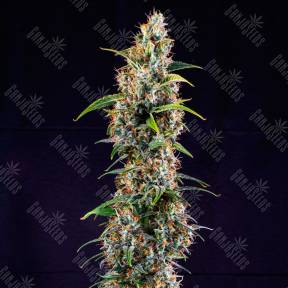 Watermelon Zkittlez feminised Ganja Seeds