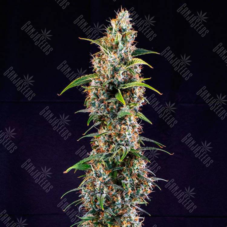 Семена Watermelon Zkittlez feminised Ganja Seeds недорого