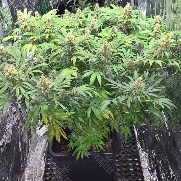 семена конопли в оригинальных упаковках Super Skunk feminised