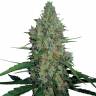 семена конопли индика G-13 feminised