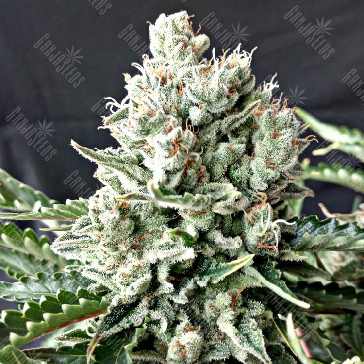 семена конопли в России G-13 feminised
