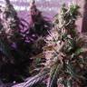 купить семена конопли в рф Auto Super Hash feminised