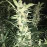купить семена конопли White Diesel Haze feminised