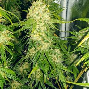White Diesel Haze feminised Ganja Seeds