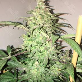 Rishi Kush regular Mandala Seeds