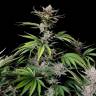 выращивание семян конопли Auto Mix feminised