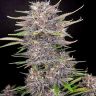 где купить семена конопли в рф Auto Mix feminised