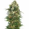купить семена конопли Auto Mix feminised