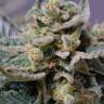 Shark Attack feminised Dinafem Seeds Shark Attack feminised Dinafem Seeds