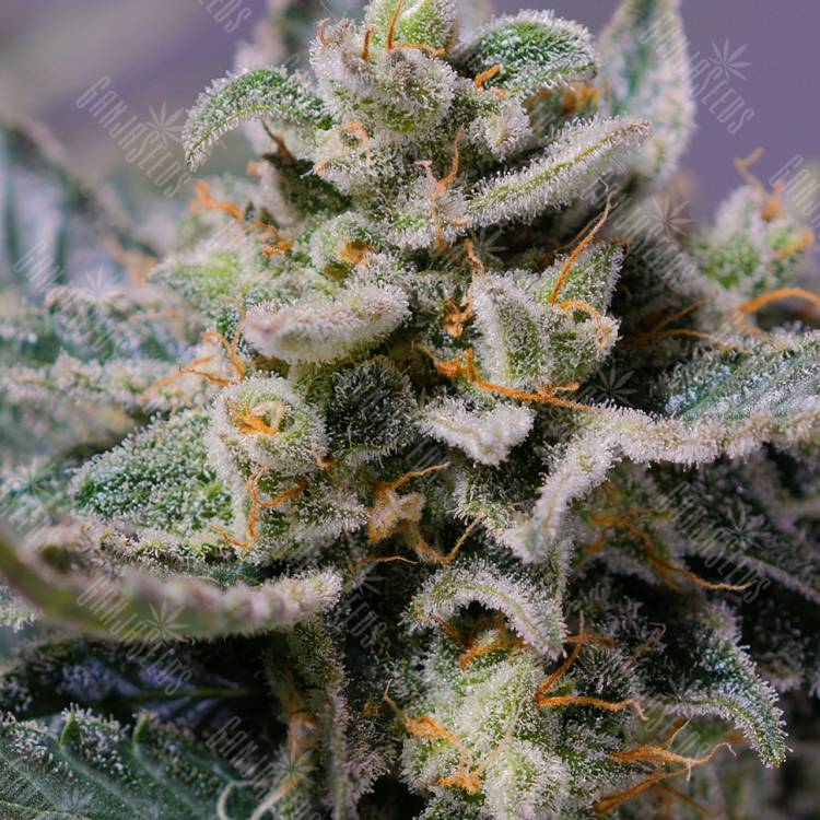 Shark Attack feminised Dinafem Seeds Shark Attack feminised Dinafem Seeds