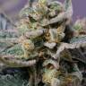 Shark Attack feminised Dinafem Seeds Shark Attack feminised Dinafem Seeds